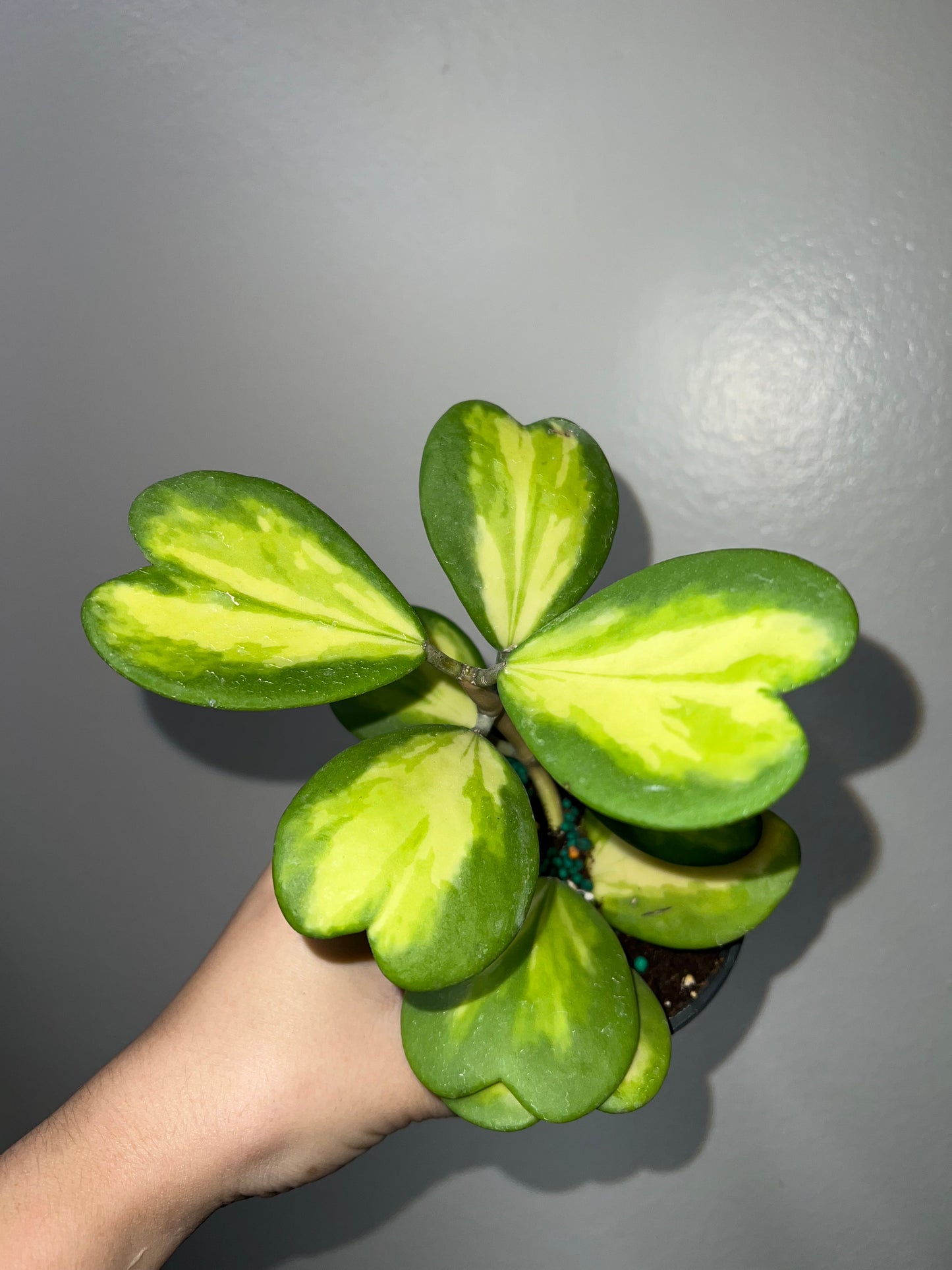 4” Hoya Kerri Inner Variegated