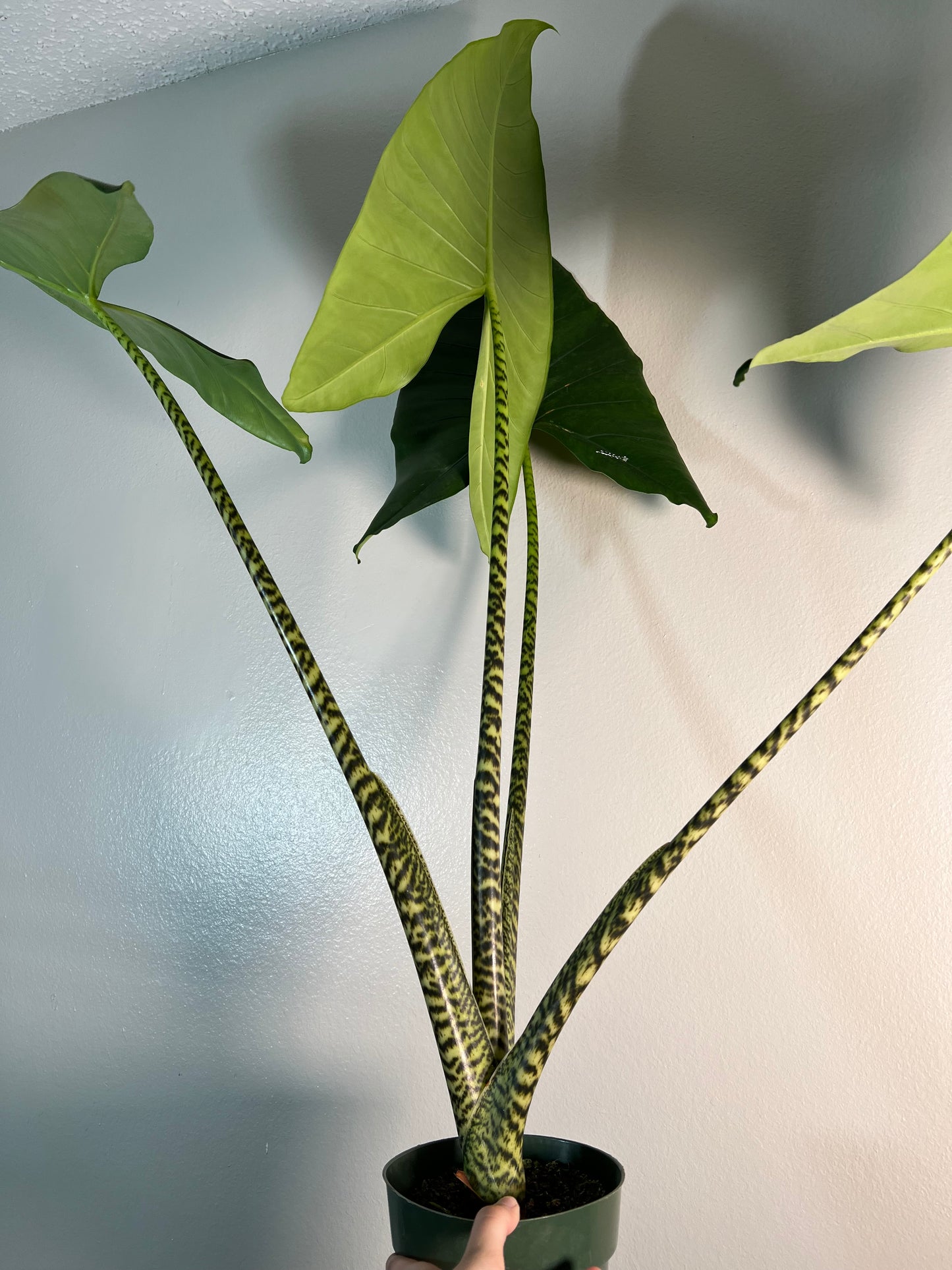 6” Alocasia Zebrina