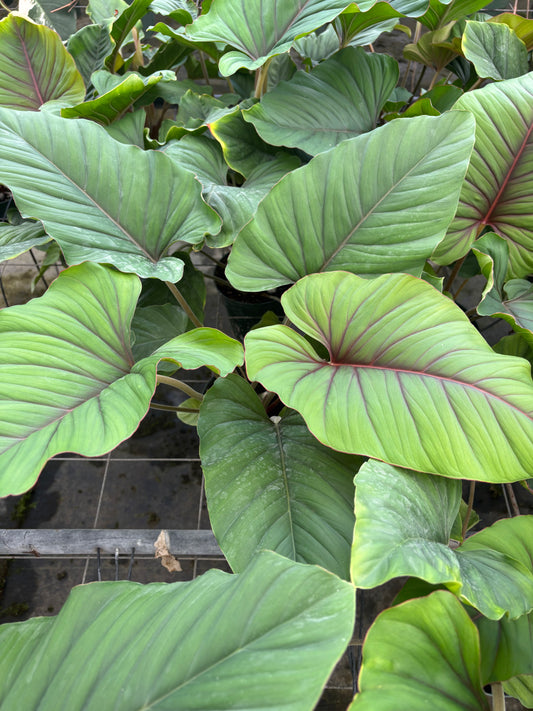6” Adelomena Red Velvet