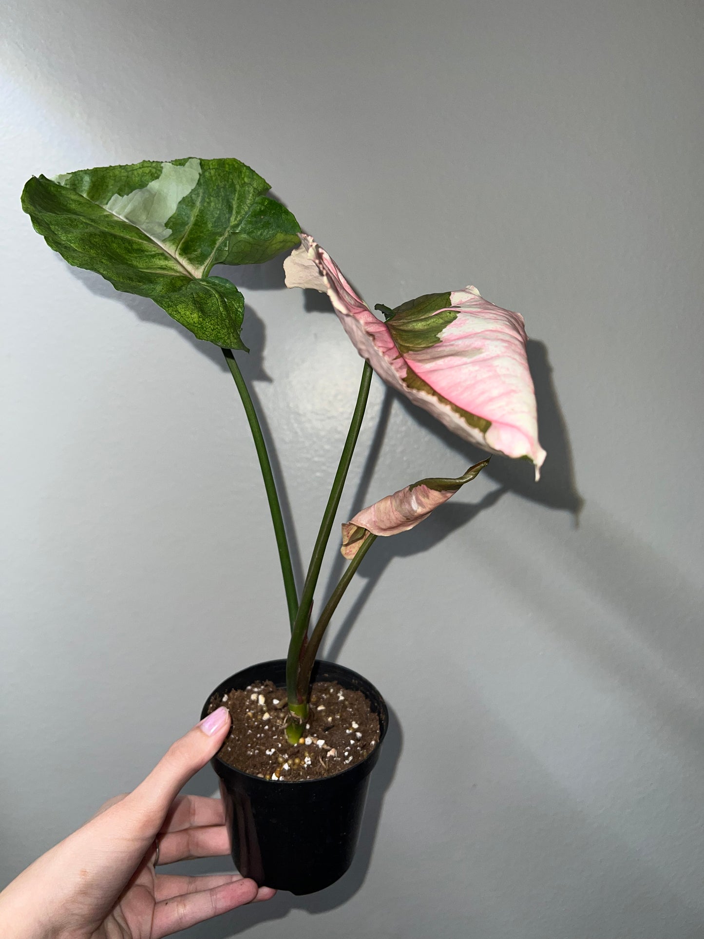 4” Syngonium Strawberry Ice