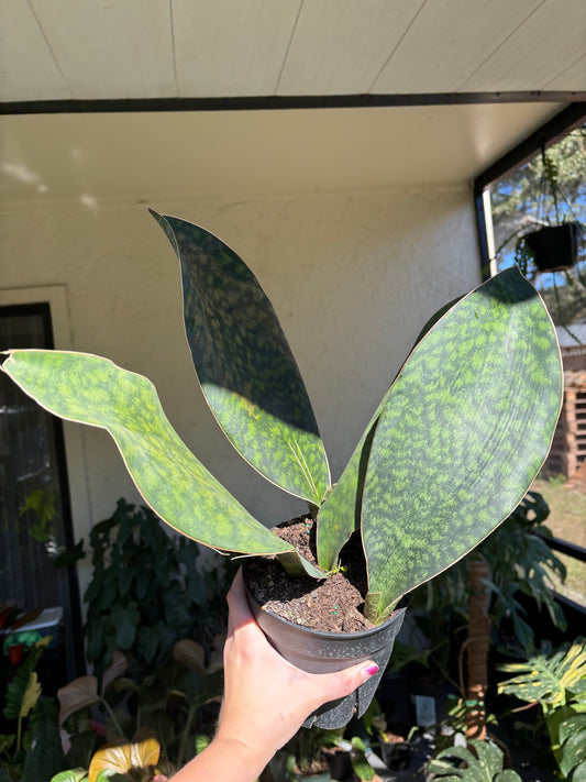 6” Sansevieria Whalefin