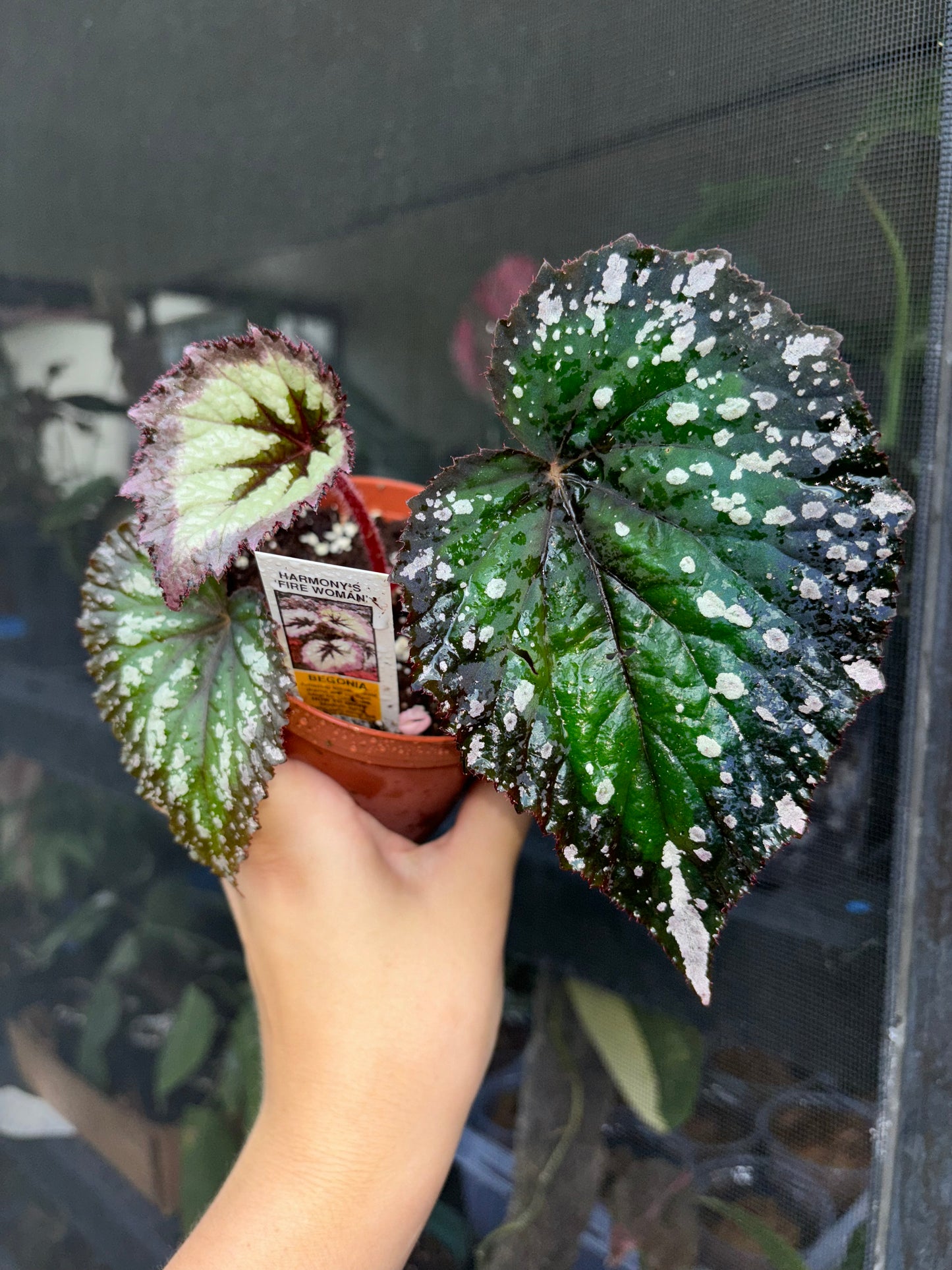 4” Begonia Rex ‘Harmonys Firewoman’