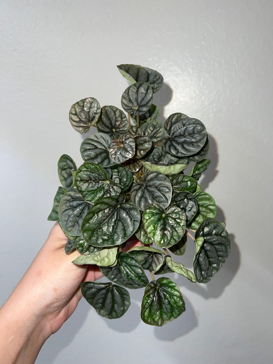 4” Silver Ripple Peperomia