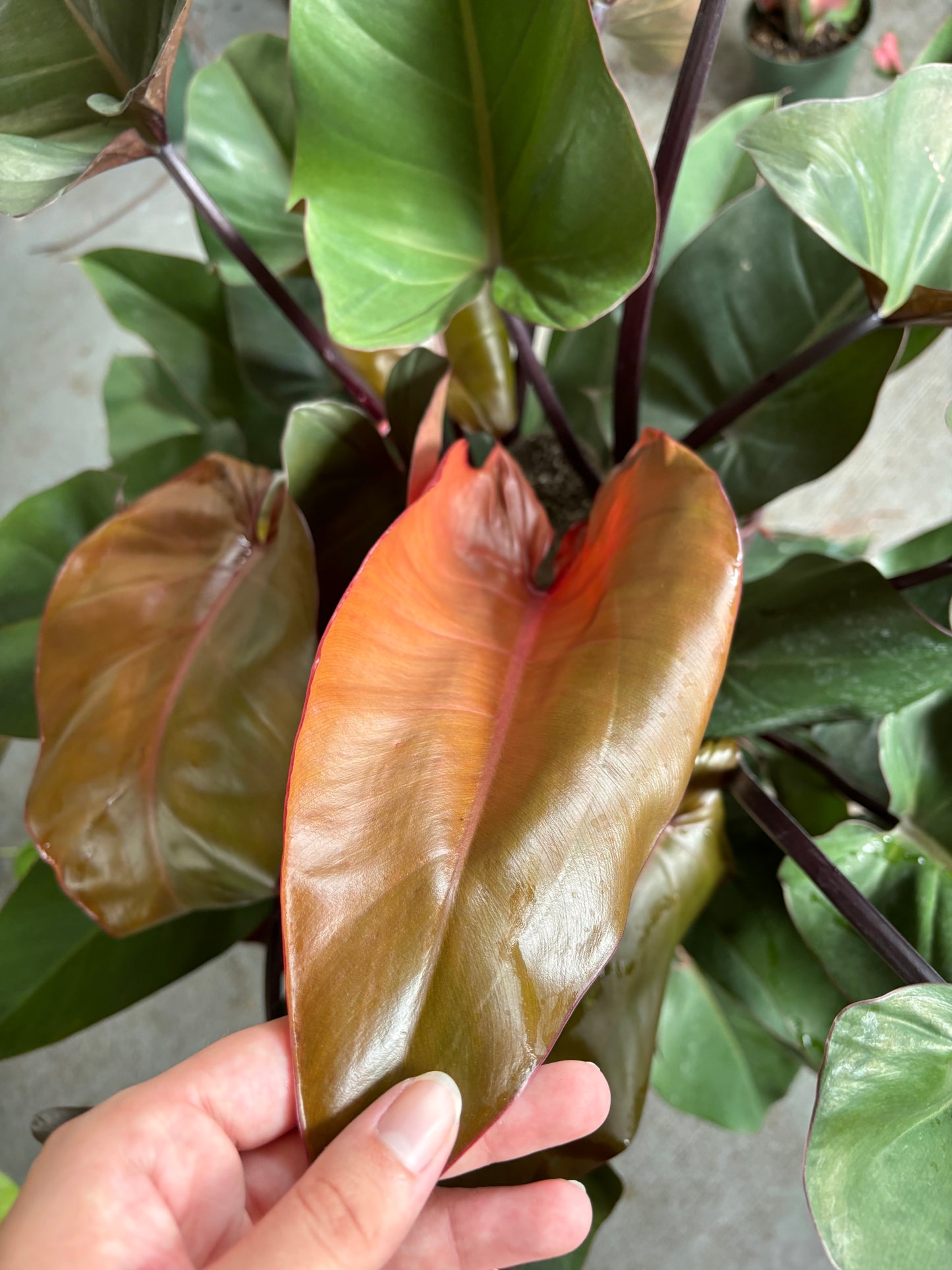 8” Philodendron Bloody Mary Totem