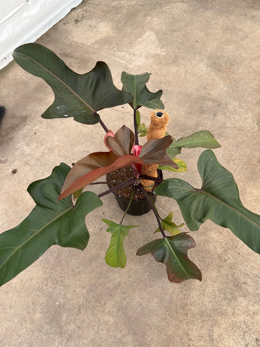 10” Philodendron Florida Bronze Pole