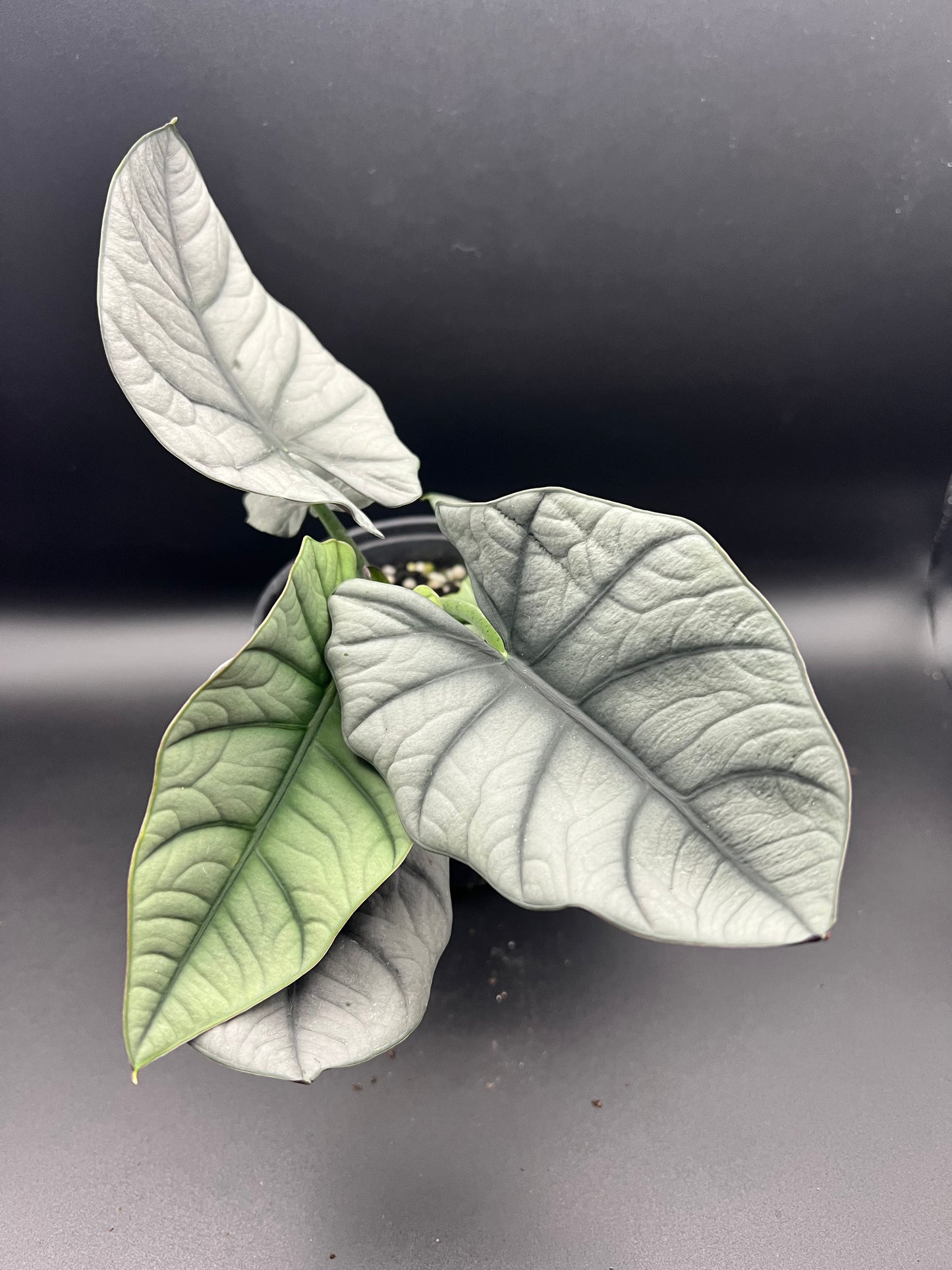 4” Alocasia Nebula Ellaine