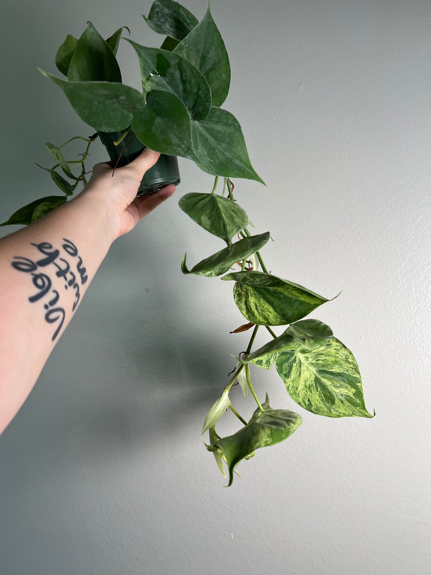 4” Variegated Heartleaf Philodendron