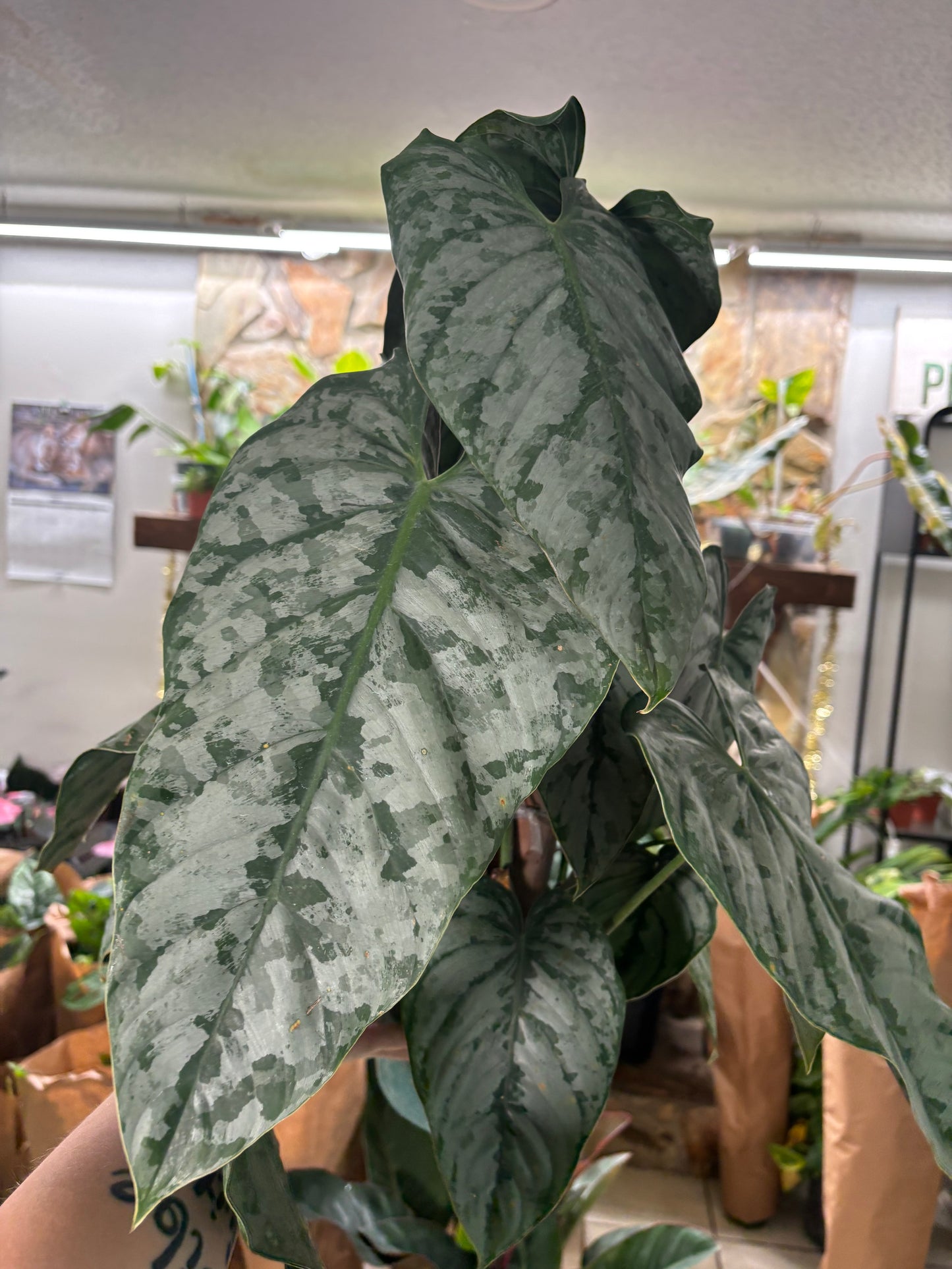 6” Philodendron Brandi (Mature)