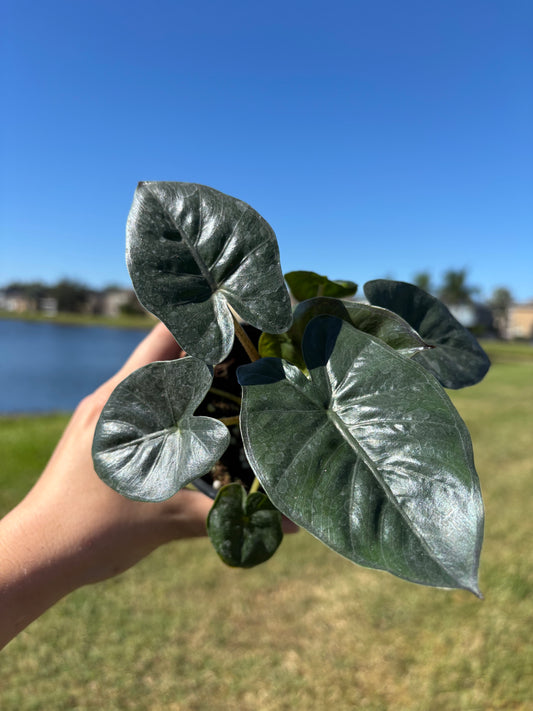 4” Alocasia Yucatán Princess (Green)