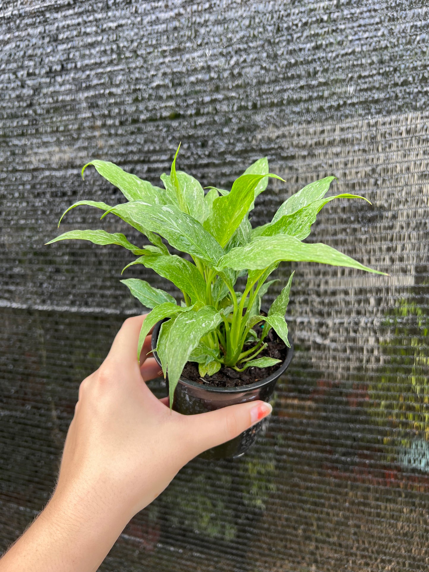 4” Peace Lily ‘Domino’