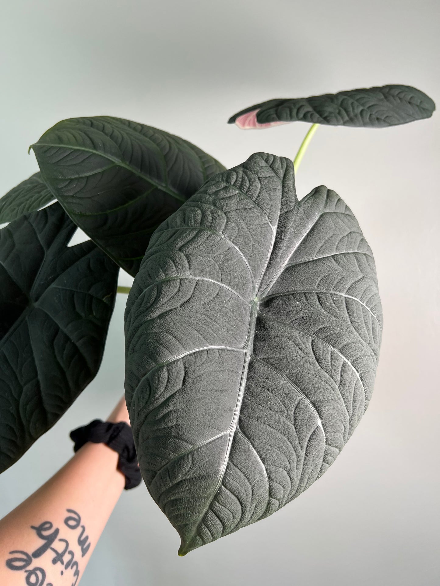 6” Alocasia Maharani