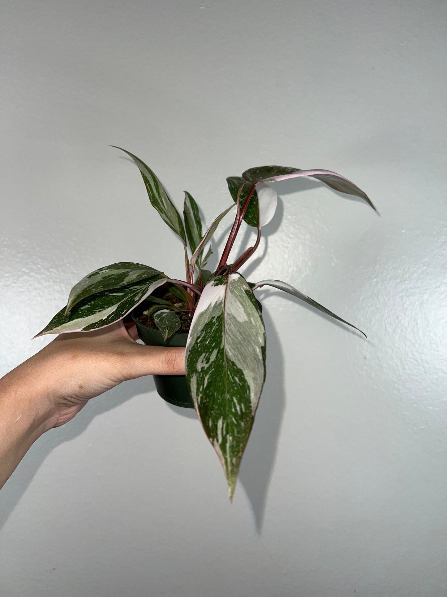 4” Marble Pink Princess Philodendron