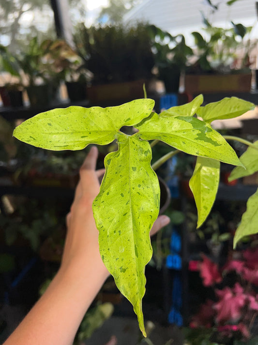 4” Syngonium Frog in a Blender