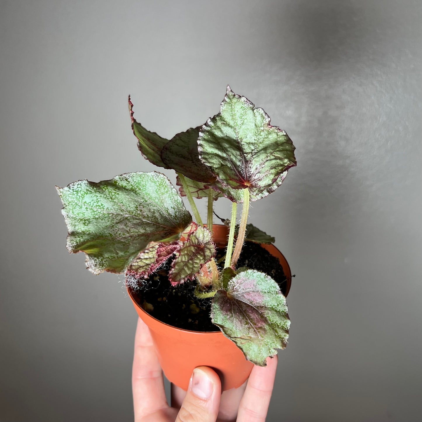 4” Begonia ‘Harmony’s Peace’