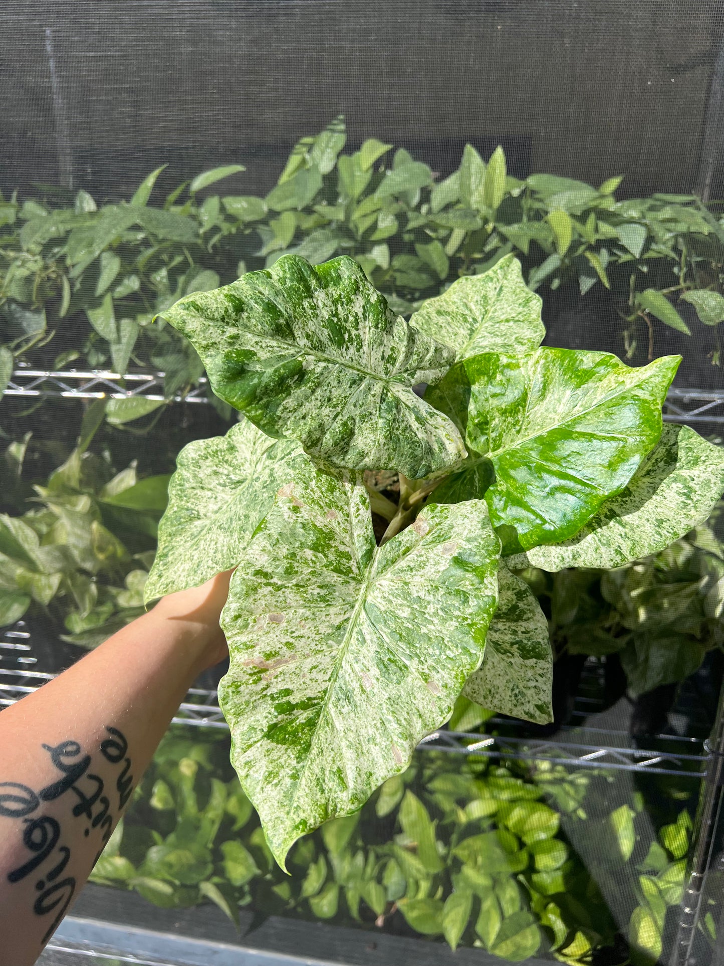 6” Alocasia Blizzard