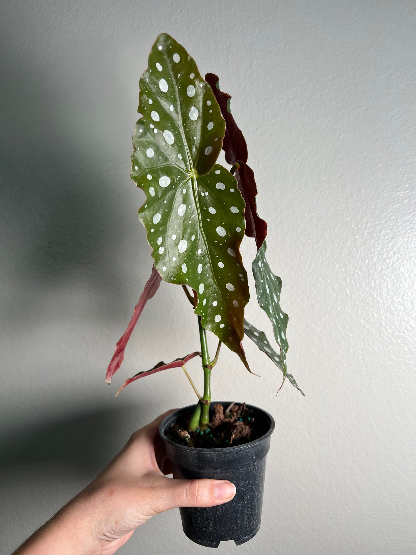 4” Begonia Maculata