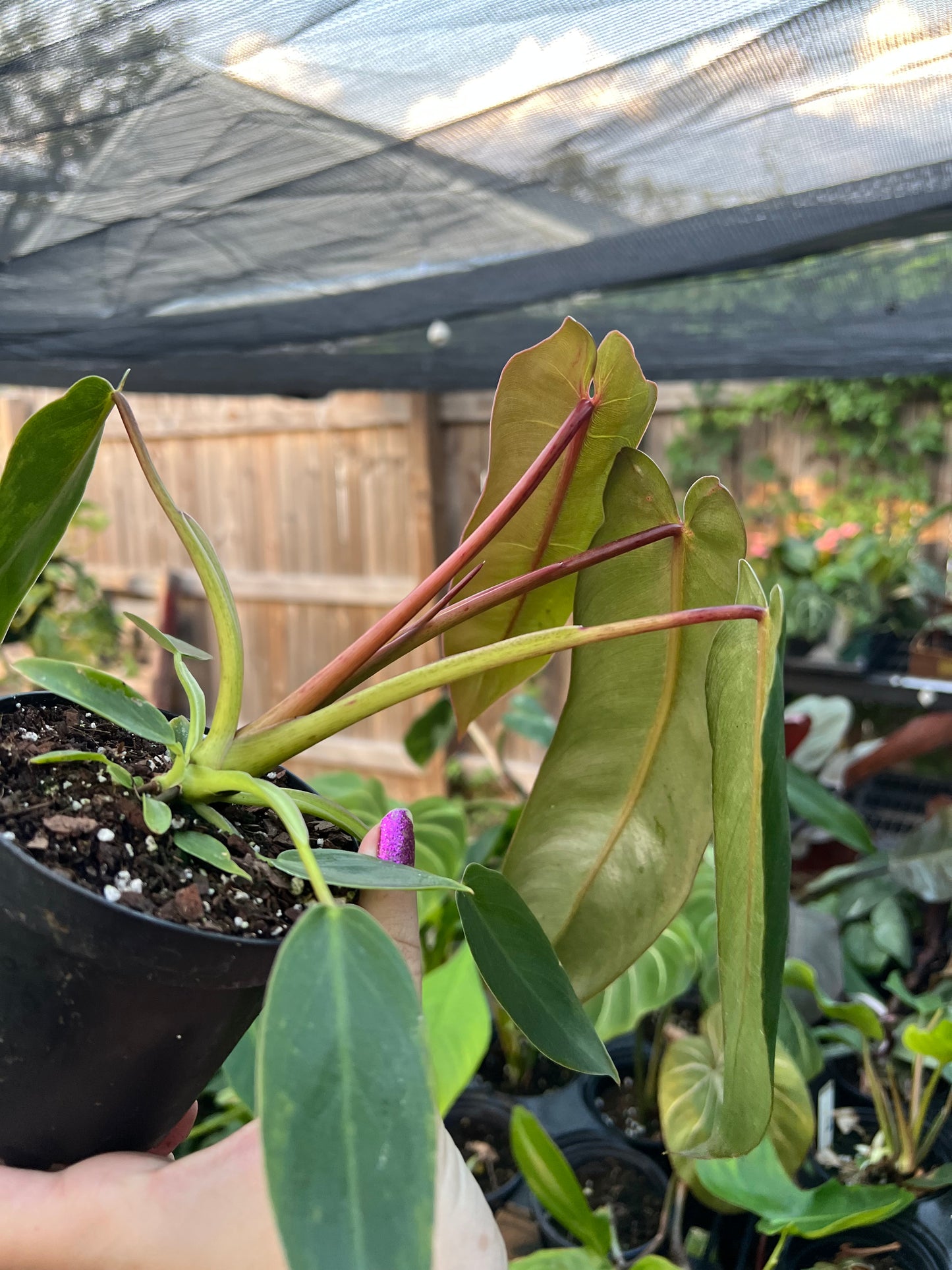 4” Philodendron Spiritus Sancti