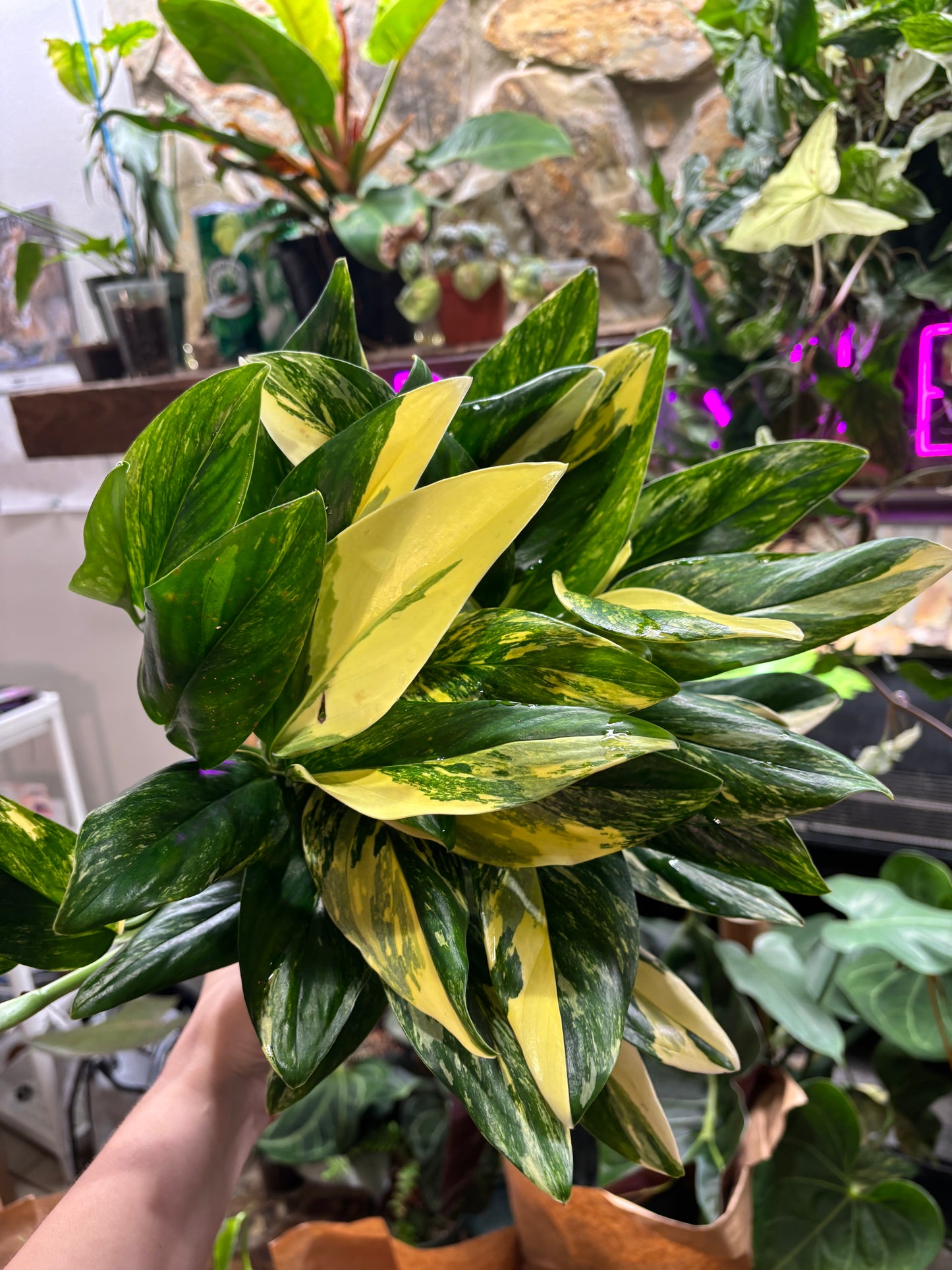 6” Monstera Standleyana Aurea