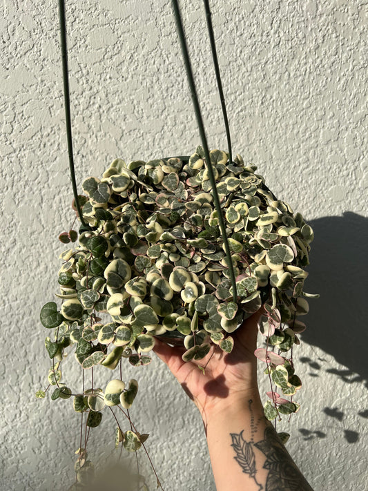 8” Variegated String of Hearts