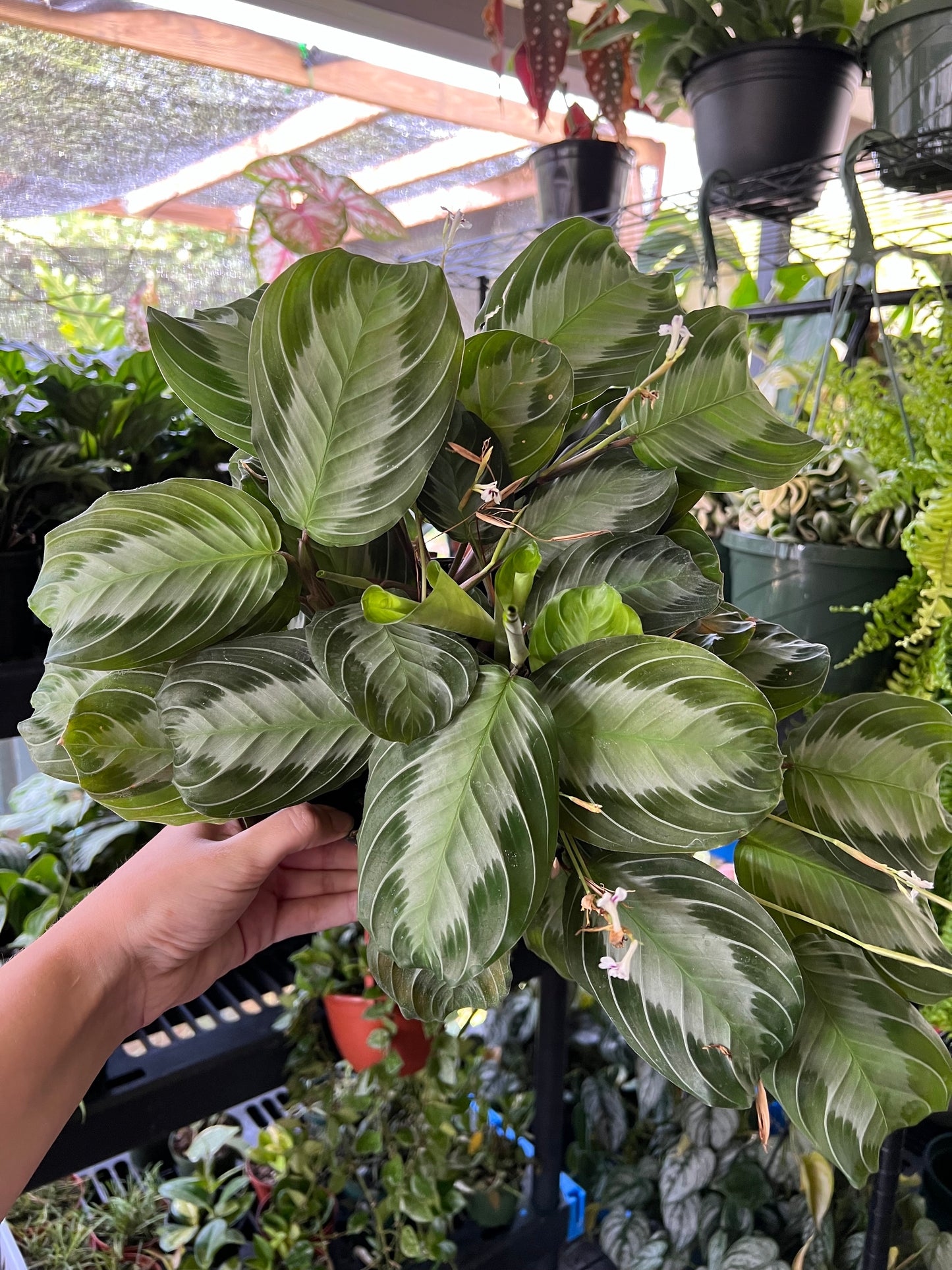 6” Maranta Silver Band