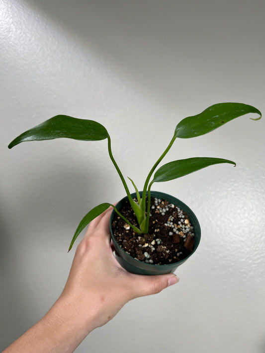 4” Monstera Burle Marx Flame