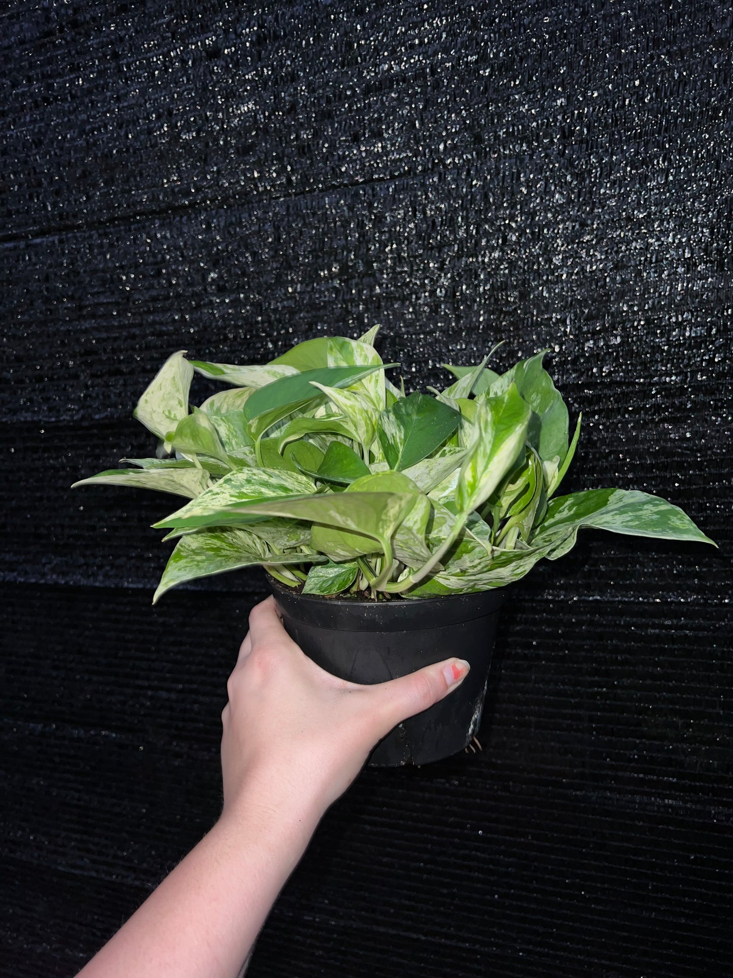 6” Epipremnum Marble Queen (Pothos)