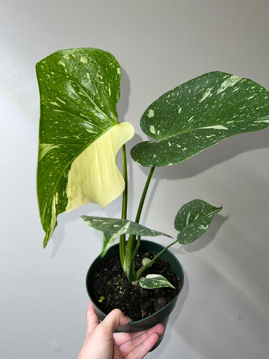 6” Monstera Thai Constellation