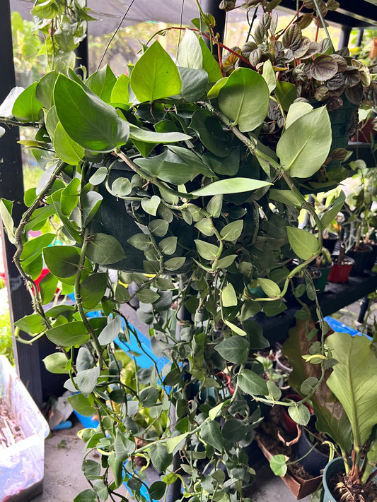 8” Rhapidophora Hayi (Shingle Plant)