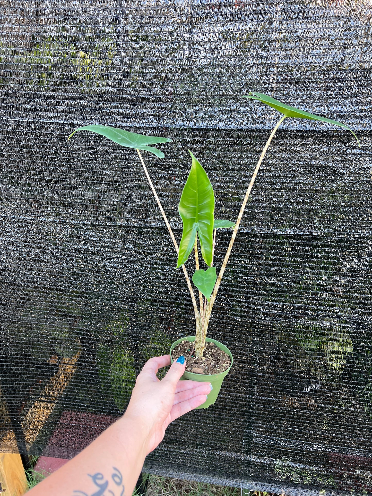 4” Alocasia Zebrina