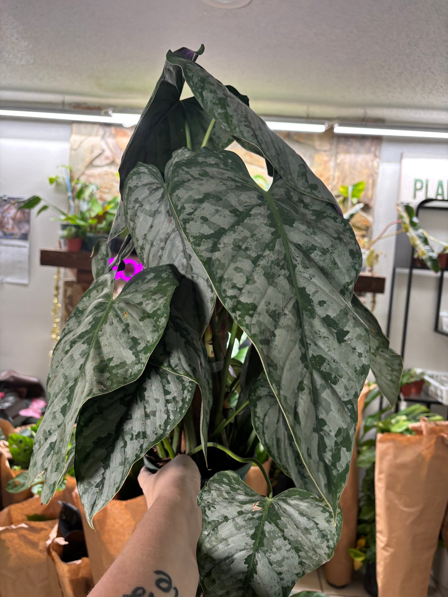 6” Philodendron Brandi (Mature)