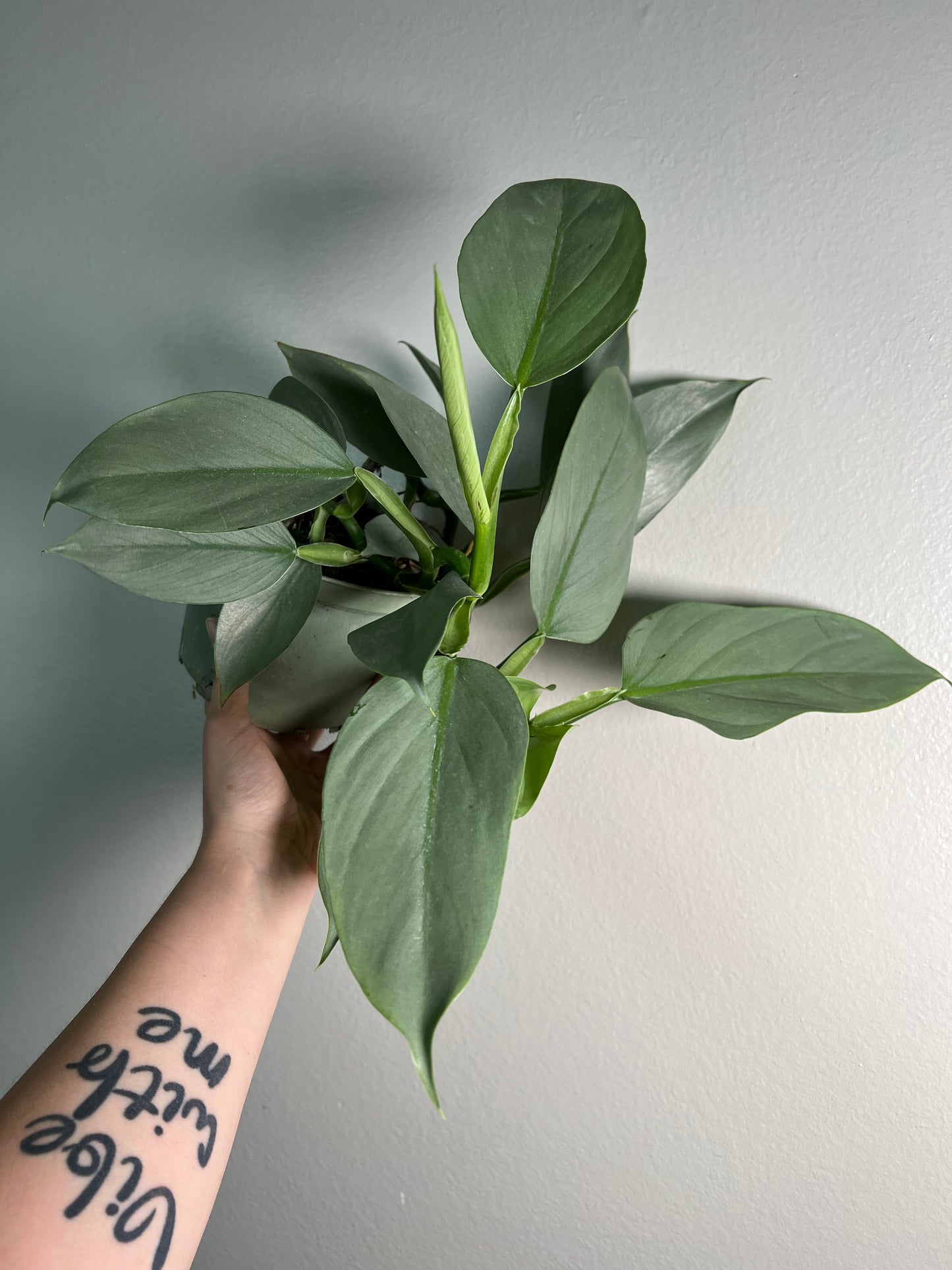 6” Philodendron Silver Sword