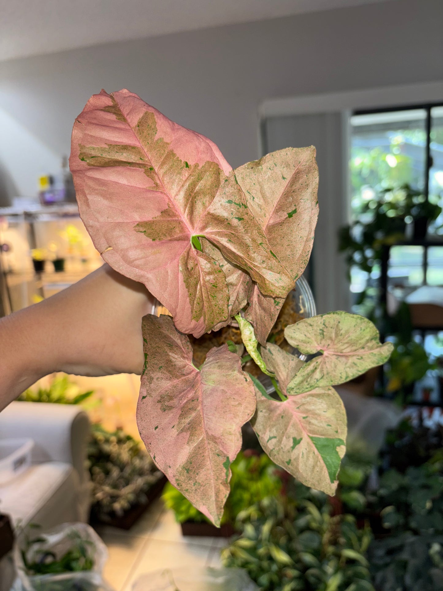 4” Syngonium Bubblegum