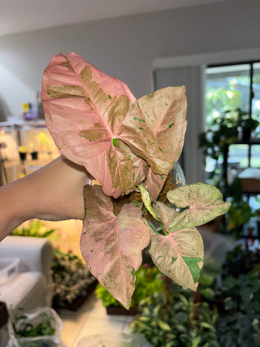 4” Syngonium Bubblegum