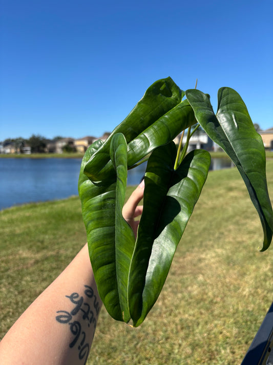 4” Philodendron SP Felix