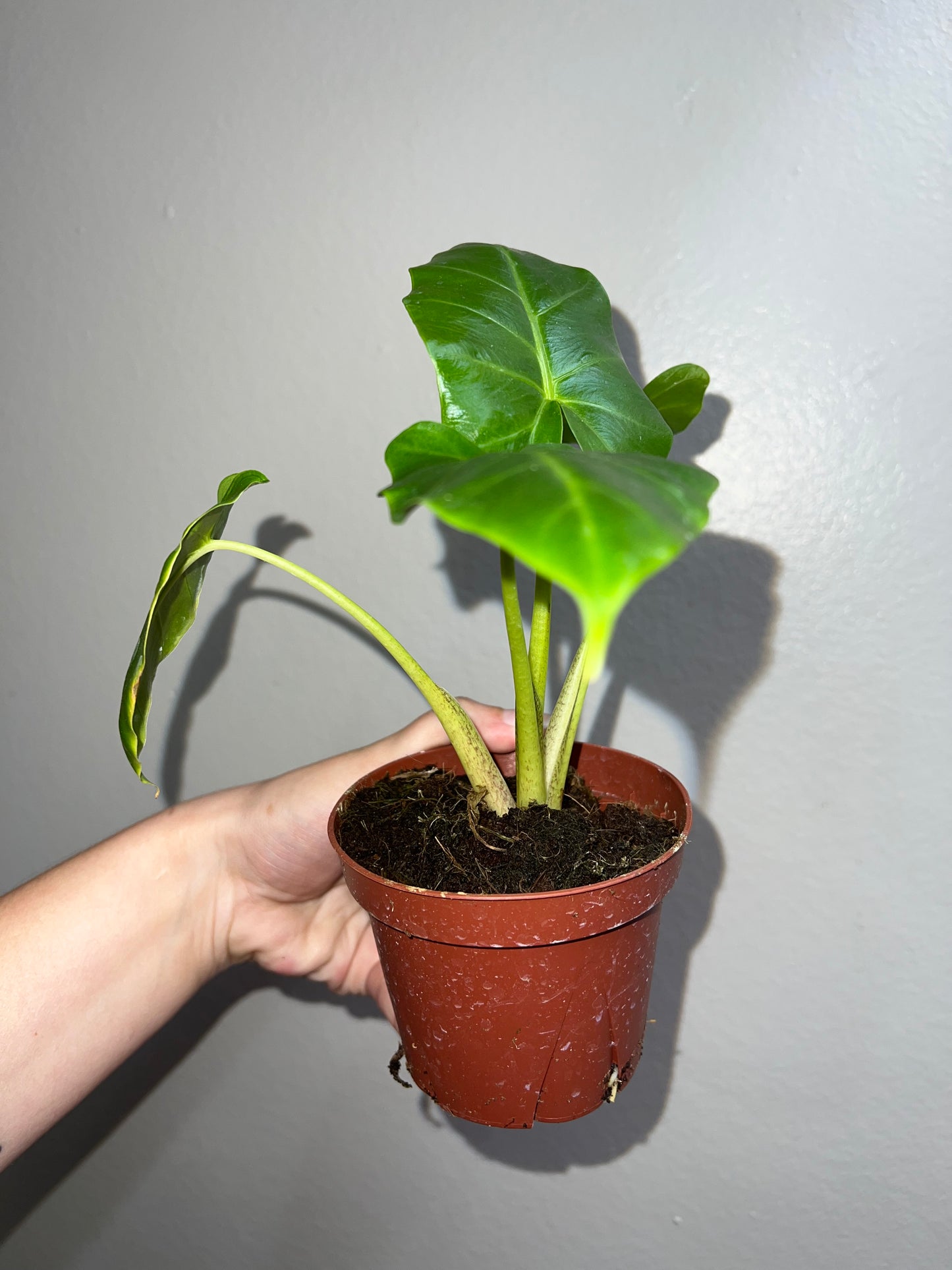 4” Alocasia Lime