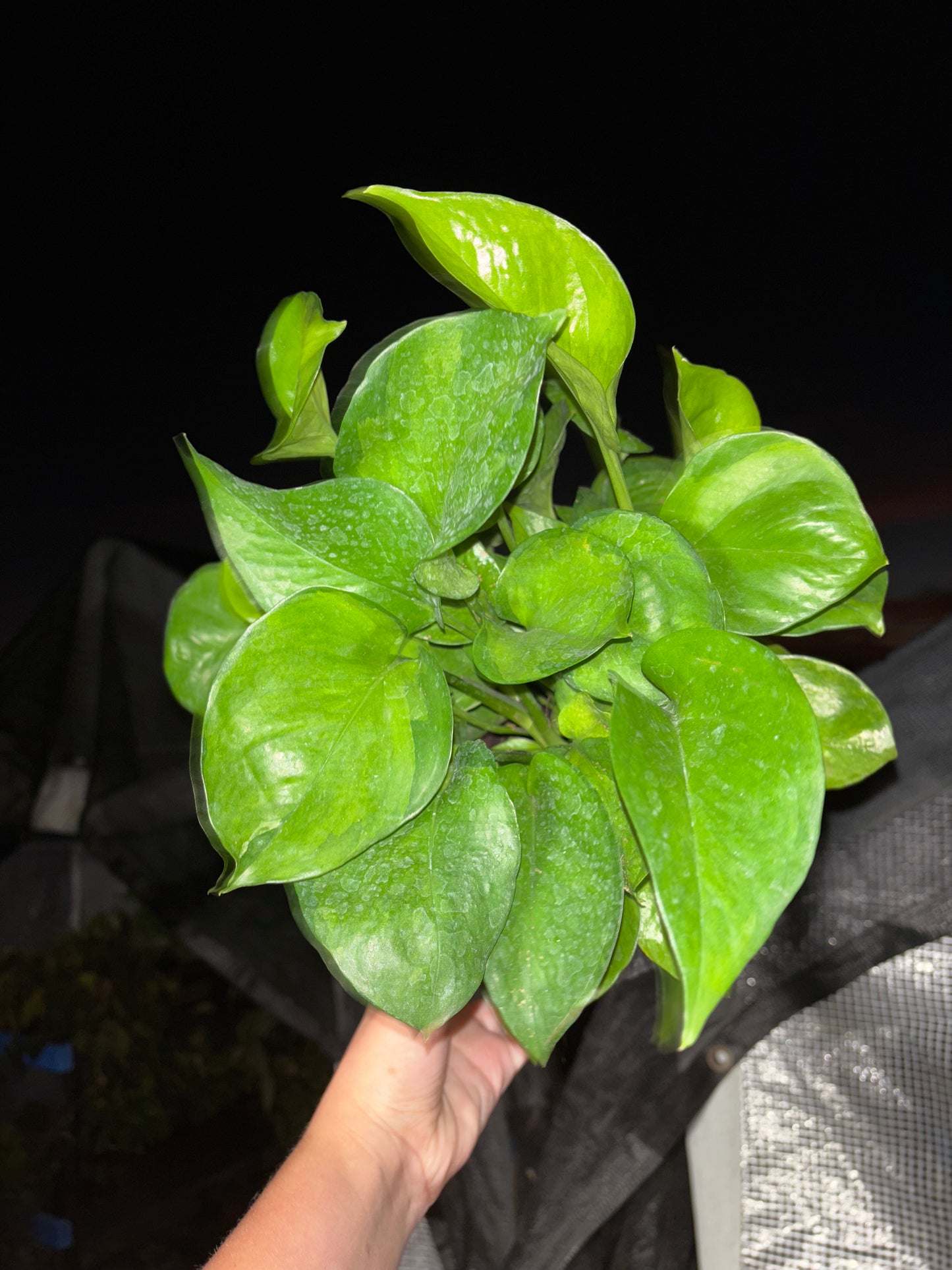 6” Epipremnum Manjula “Guacamole”