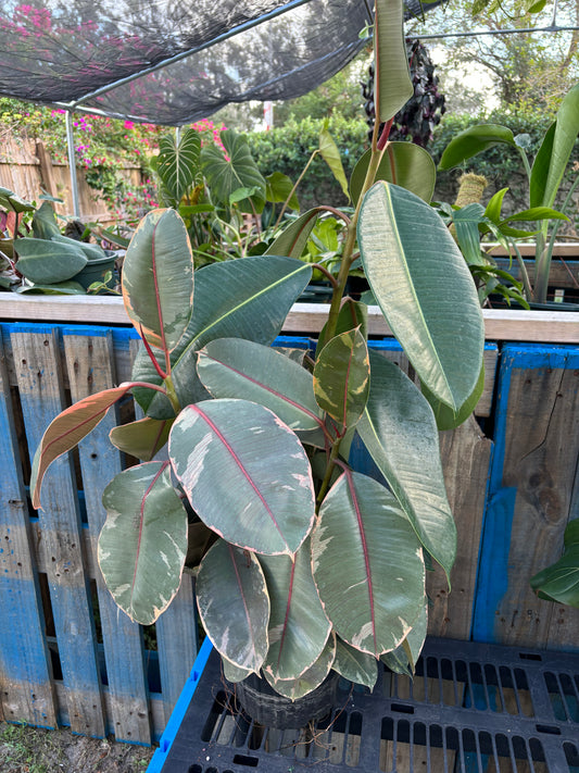 8” Ficus Burgundy/Ruby