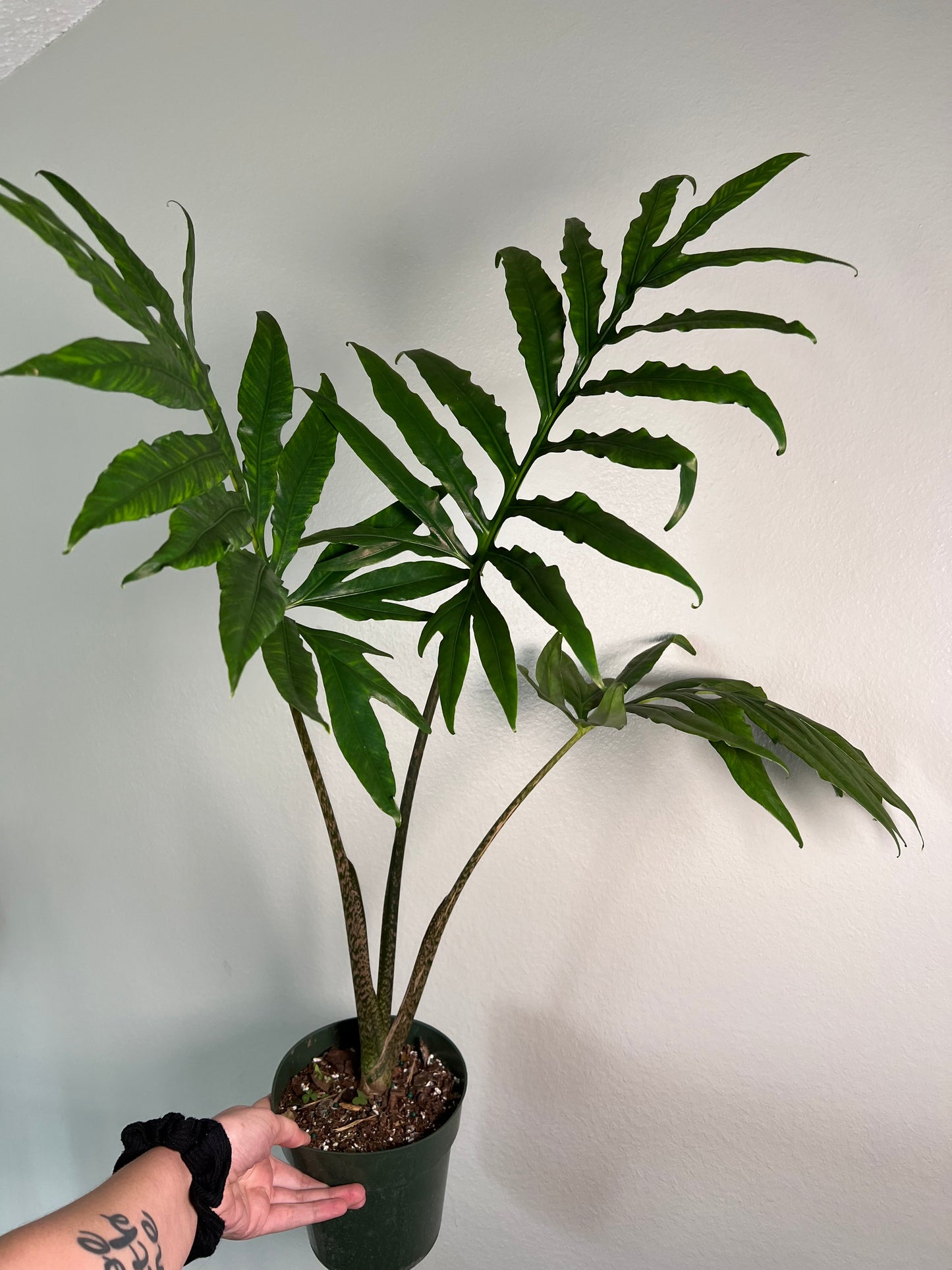 6” Alocasia Brancifolia Serpents Tail