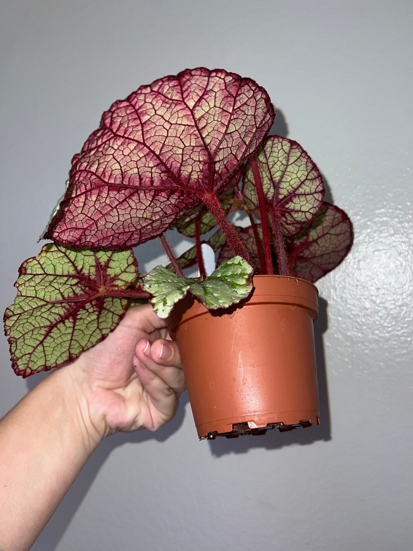 4” Begonia Fedor