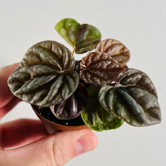 2” Ripple Peperomia