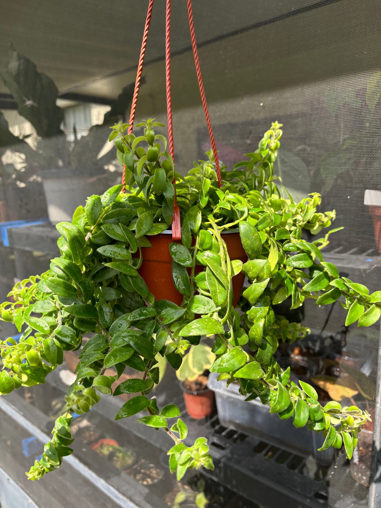 6” Lipstick Plant Hanging Basket