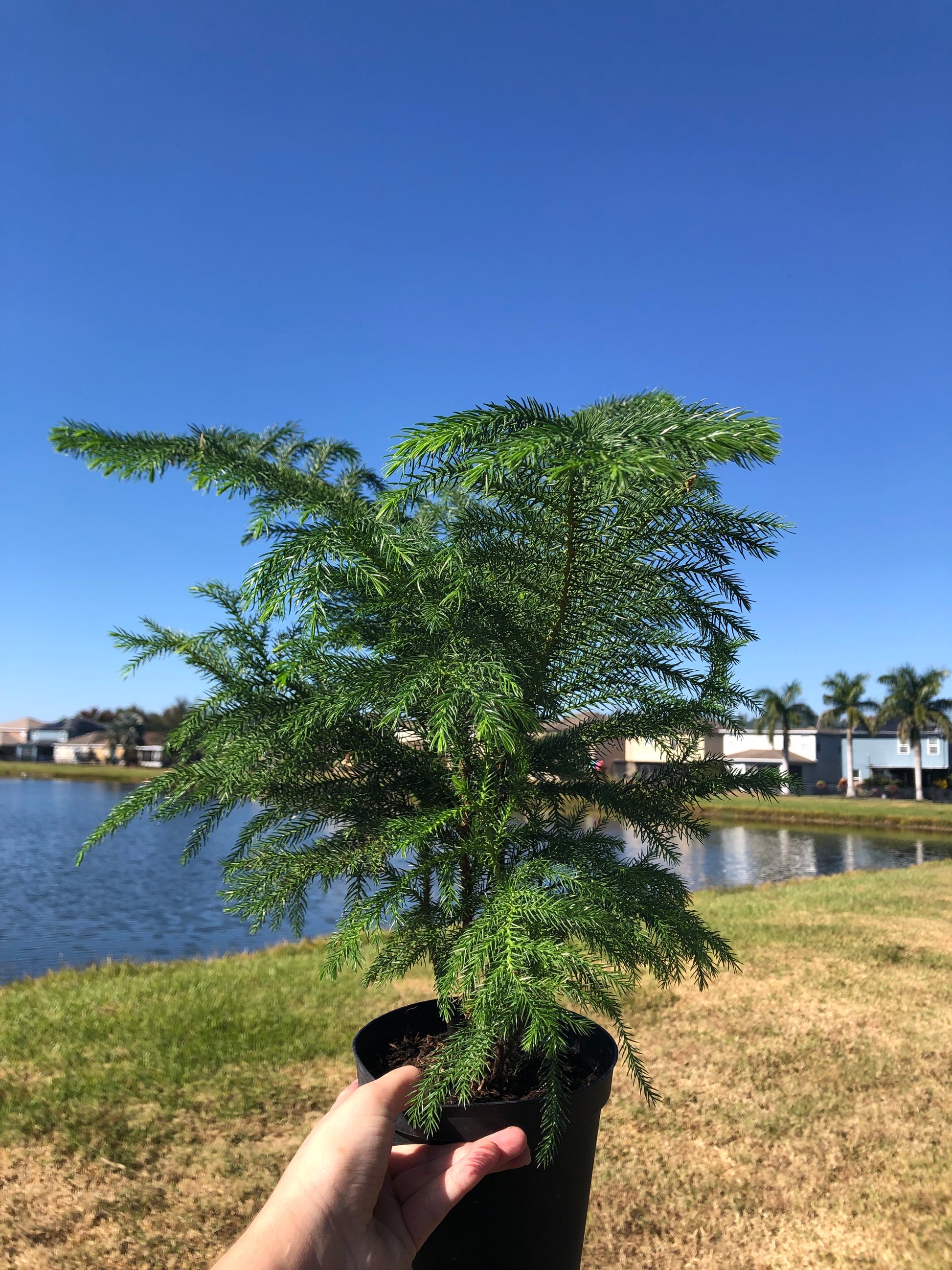 Person holding a small tree called ‘Norfolk pine’ against a clear blue sky