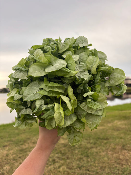 6” Syngonium Snow Country