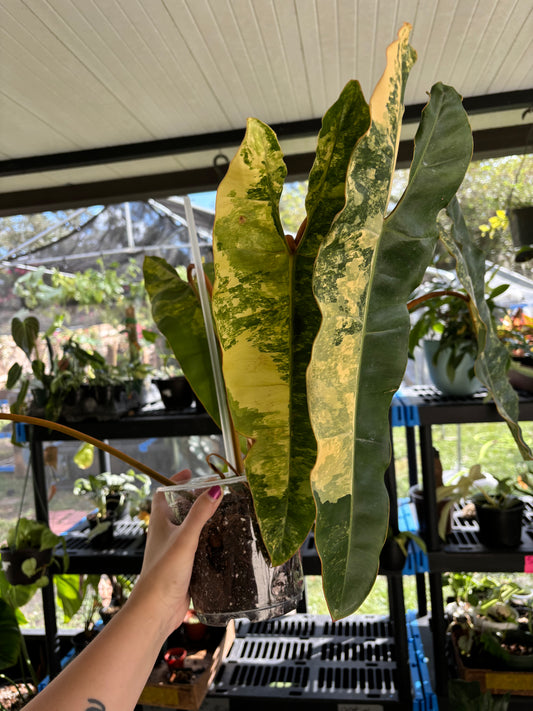 6” Variegated Philodendron Billietiae