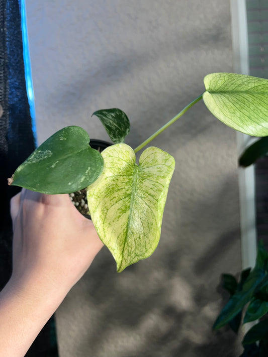 4” Monstera White Monster