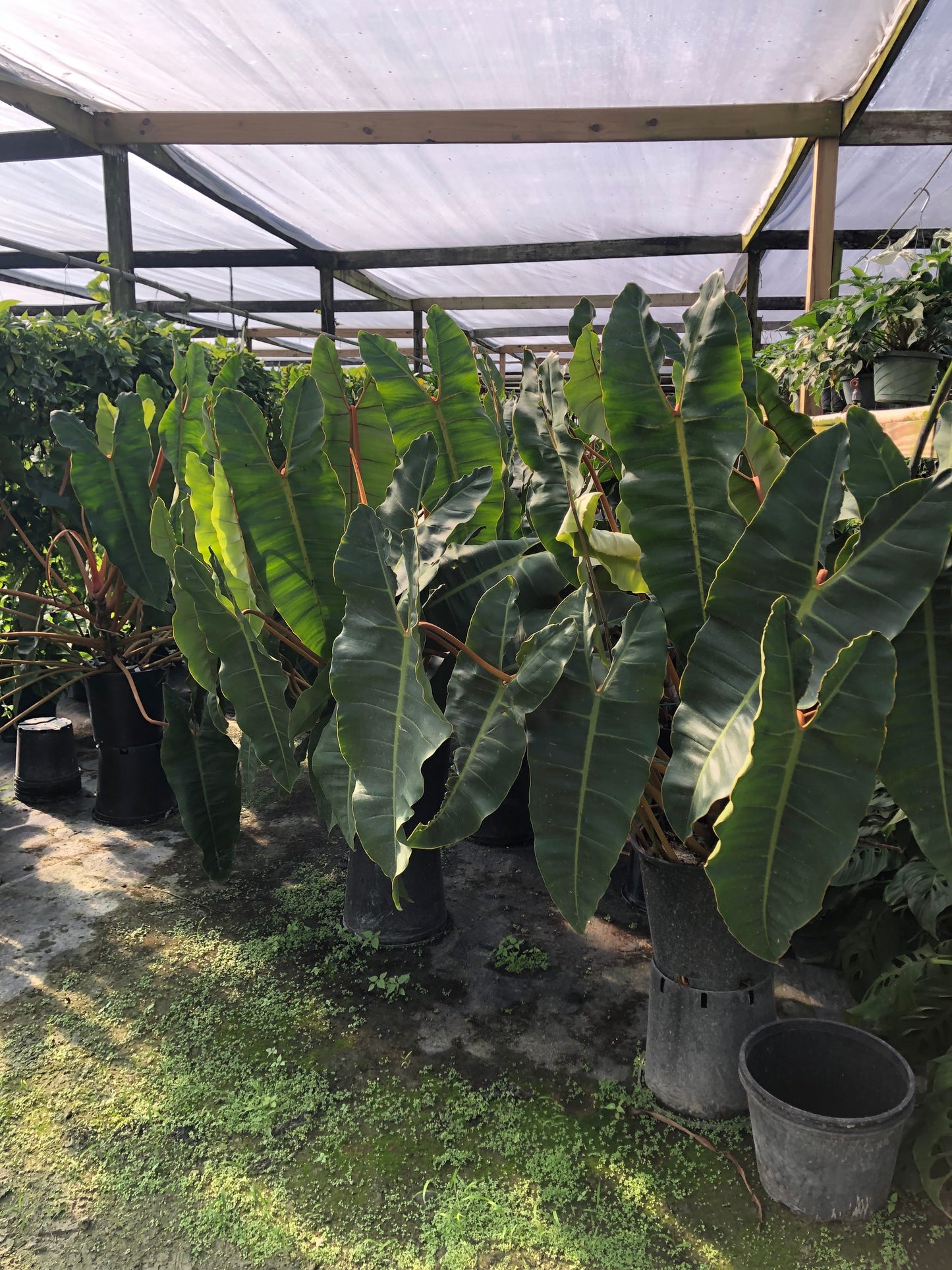 14” Philodendron Billie XXL