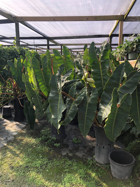 14” Philodendron Billie XXL