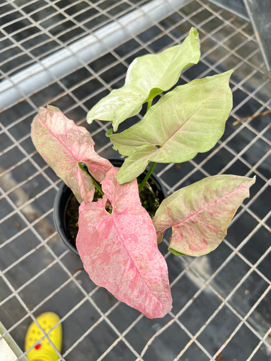 4” Syngonium Double Pink Variegated
