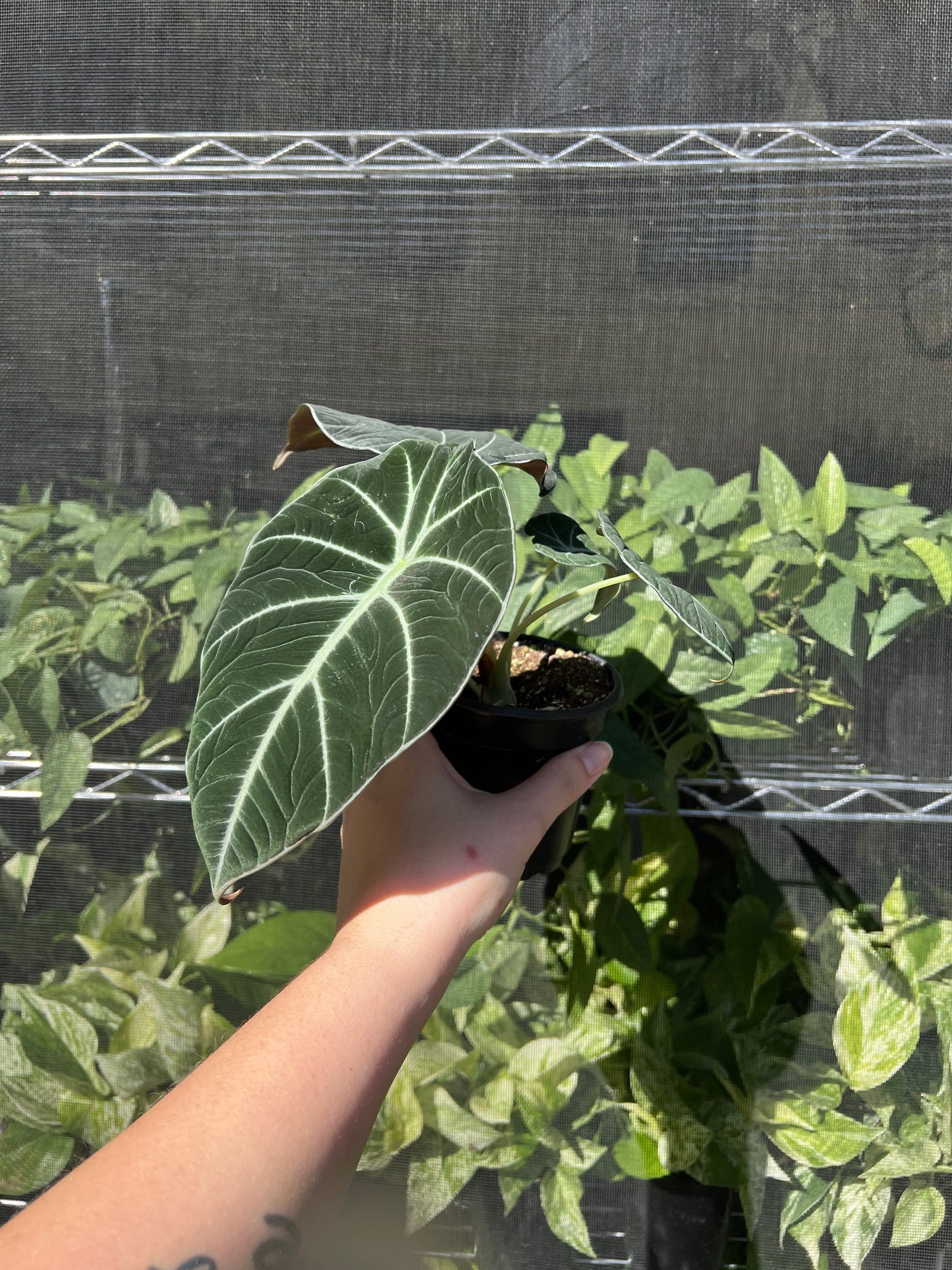 4” Alocasia Black Velvet