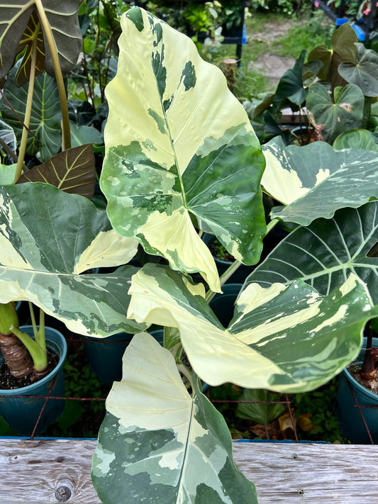 6” Alocasia Machrohiza Albo